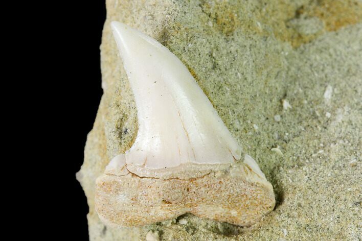 Fossil Mako Shark Tooth On Sandstone - Bakersfield, CA #144476